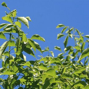 Ramas nuevas de chagane con las hojas tiernas contra un cielo azul intenso.