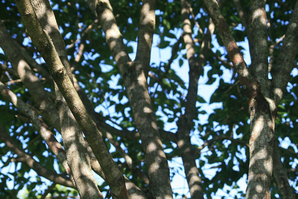 Troncos de chagane vistos desde el pie, moteados de luz bajo la copa.