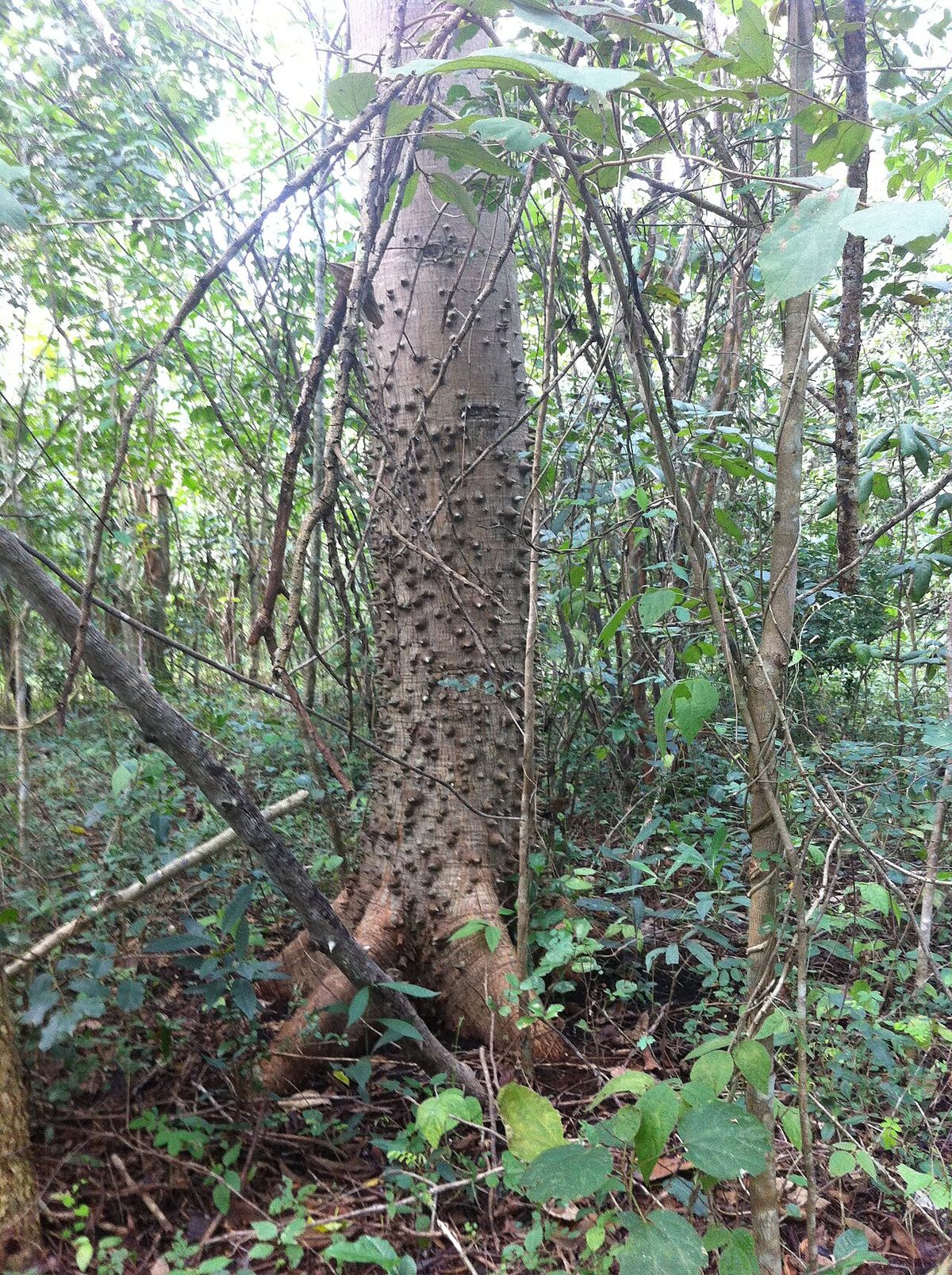 Tronco de pochote cubierto de aguijones cónicos, en el sotobosque verde.