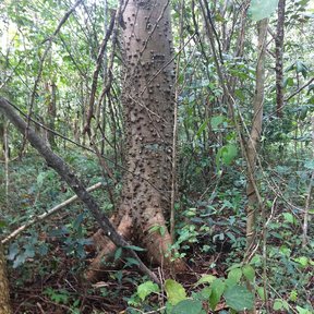 Tronco de pochote cubierto de aguijones cónicos, en el sotobosque verde.