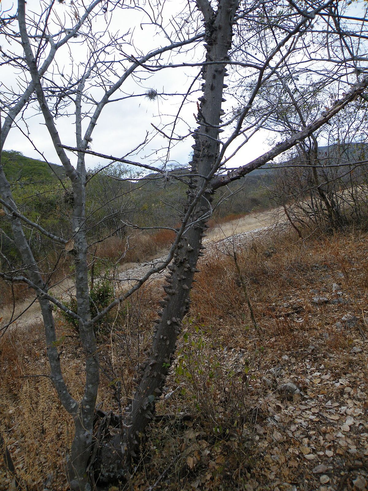 Pochote de ramas desnudas y espinosas en una ladera seca y pedregosa.