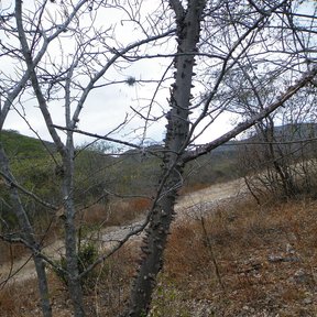 Pochote de ramas desnudas y espinosas en una ladera seca y pedregosa.