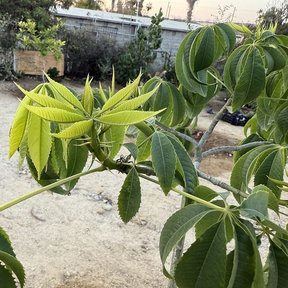 Hojas palmeadas y nuevas de pochote abiertas en la punta de una rama.