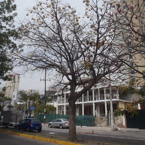 Pochote sin hojas y cargado de frutos junto a una calle, frente a unas casas.