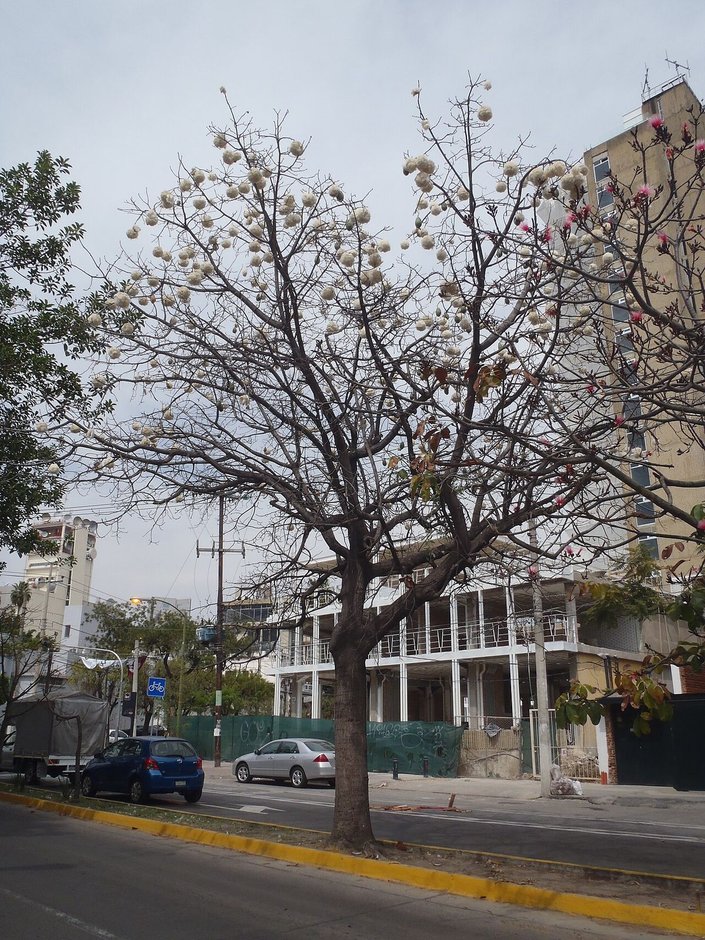 Pochote sin hojas y cargado de frutos junto a una calle, frente a unas casas.