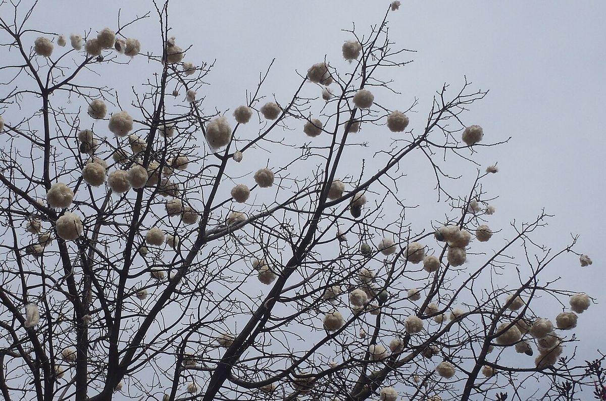 Ramas desnudas de pochote cubiertas de frutos secos contra un cielo gris.