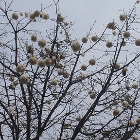 Ramas desnudas de pochote cubiertas de frutos secos contra un cielo gris.