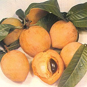 Lámina impresa con varios frutos de zapote caca de niño, uno partido, y hojas.