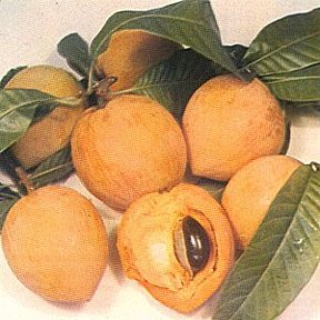 Lámina impresa con varios frutos de zapote caca de niño, uno partido, y hojas.
