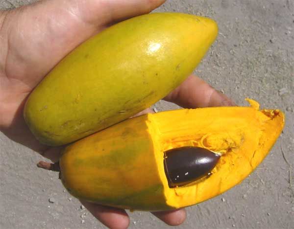 Una mano sostiene dos frutos de zapote caca de niño, uno abierto con la semilla.