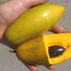 Una mano sostiene dos frutos de zapote caca de niño, uno abierto con la semilla.