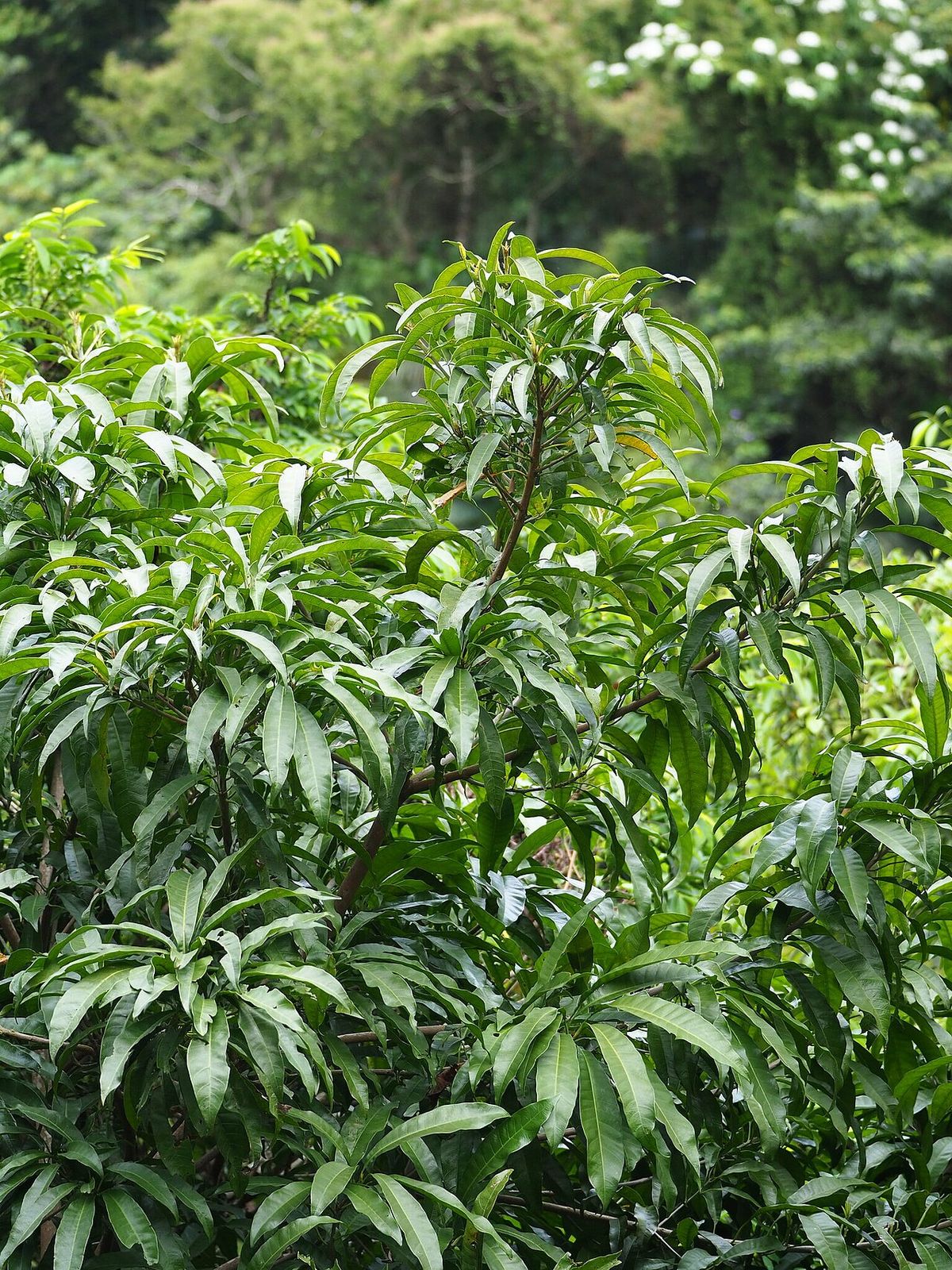 Zapote caca de niño de copa densa y hojas largas, en un claro del monte.