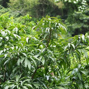 Zapote caca de niño de copa densa y hojas largas, en un claro del monte.