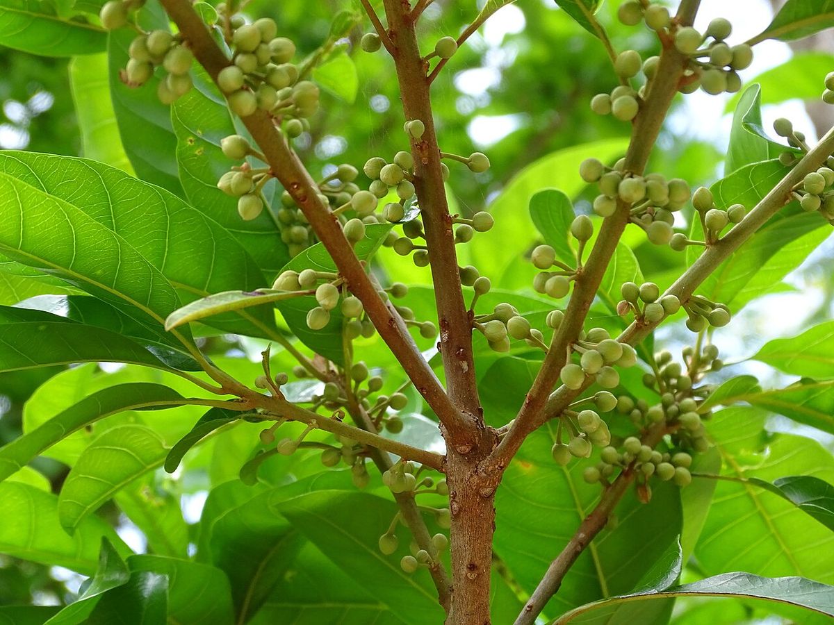 Botones florales de zapote caca de niño apiñados a lo largo de las ramas.