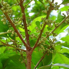 Botones florales de zapote caca de niño apiñados a lo largo de las ramas.