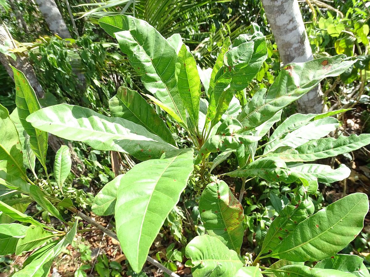 Hojas anchas de zapote caca de niño abiertas en el sotobosque.