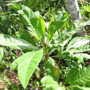 Hojas anchas de zapote caca de niño abiertas en el sotobosque.