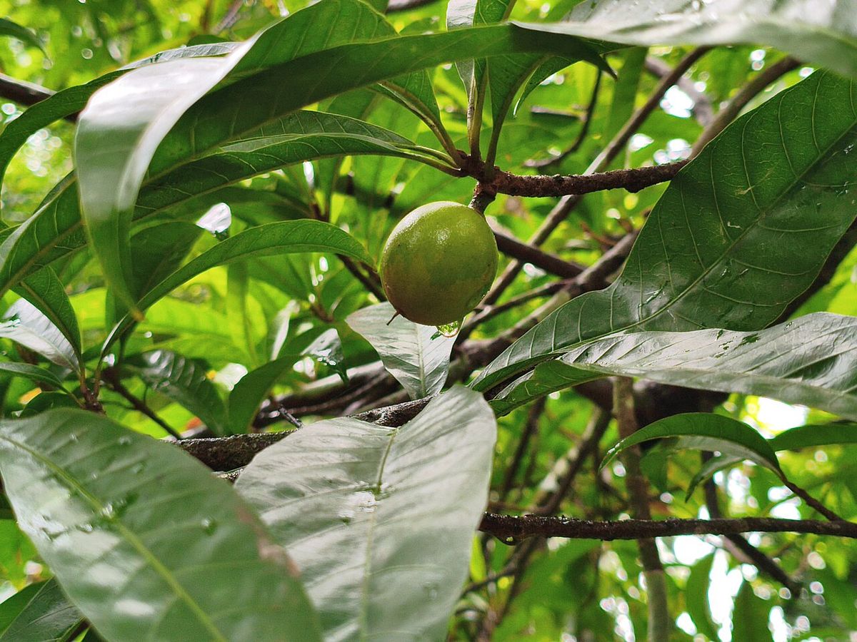 Fruto verde de zapote caca de niño prendido a la rama, entre las hojas.