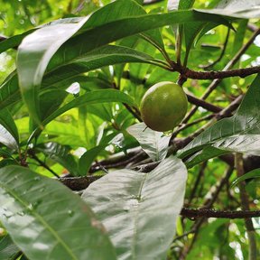 Fruto verde de zapote caca de niño prendido a la rama, entre las hojas.