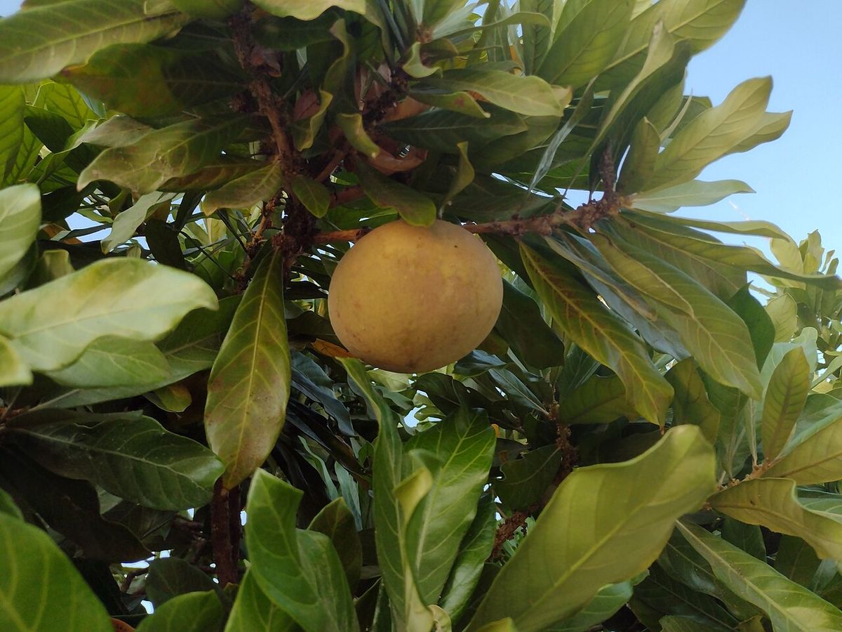 Fruto amarillo de zapote amarillo colgando entre las hojas, contra el cielo.