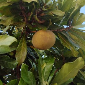 Fruto amarillo de zapote amarillo colgando entre las hojas, contra el cielo.