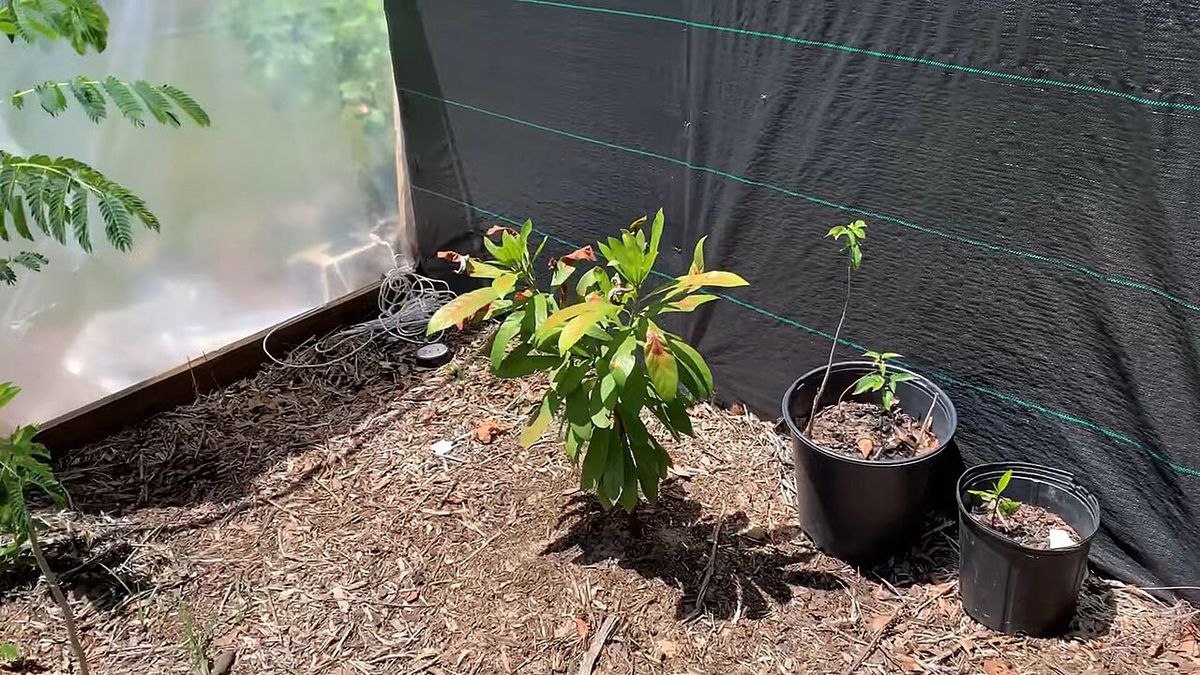 Planta joven de zapote amarillo recién plantada junto a dos macetas negras.