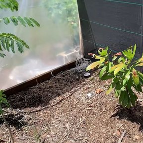 Planta joven de zapote amarillo recién plantada junto a dos macetas negras.