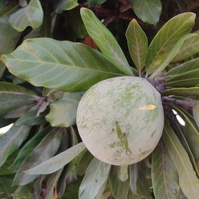 Fruto verde y redondo de zapote amarillo rodeado de hojas oscuras.