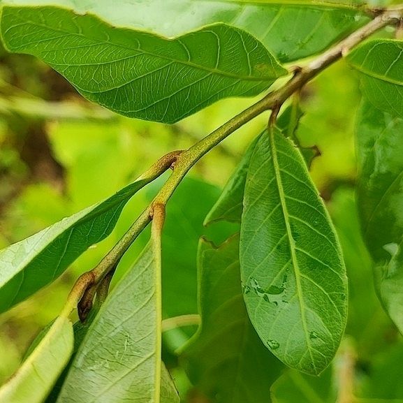Hojas nuevas y lustrosas de zapote amarillo en la punta de una rama.