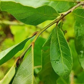 Hojas nuevas y lustrosas de zapote amarillo en la punta de una rama.