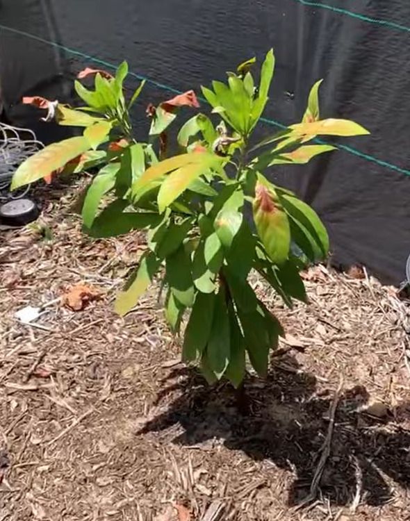 Zapote amarillo joven de hojas anchas creciendo sobre un acolchado de corteza.