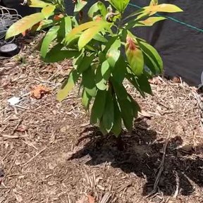 Zapote amarillo joven de hojas anchas creciendo sobre un acolchado de corteza.
