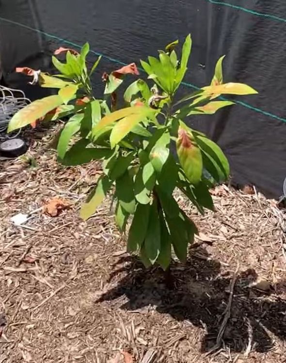 Zapote amarillo joven de hojas anchas creciendo sobre un acolchado de corteza.