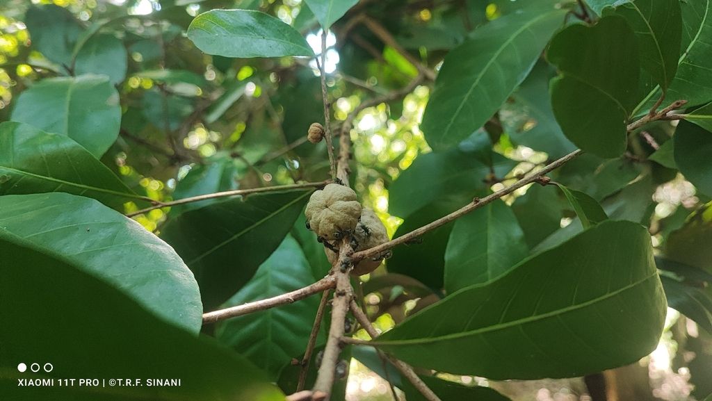 Fruto verde de zapote amarillo en la horqueta de una rama, bajo el follaje.