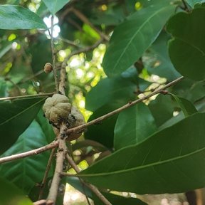 Fruto verde de zapote amarillo en la horqueta de una rama, bajo el follaje.