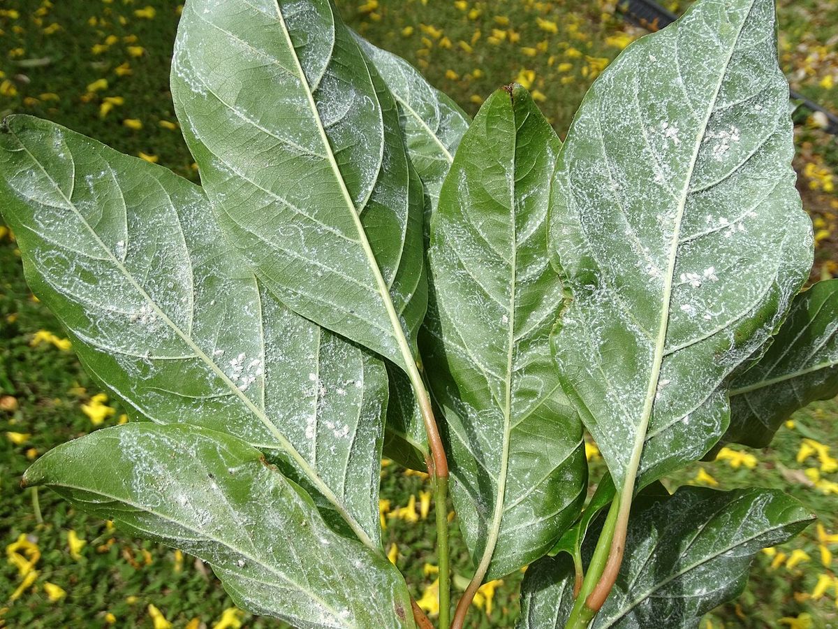 Hojas de primavera cubiertas de un polvo claro, sobre el pasto amarillo de flor caída.