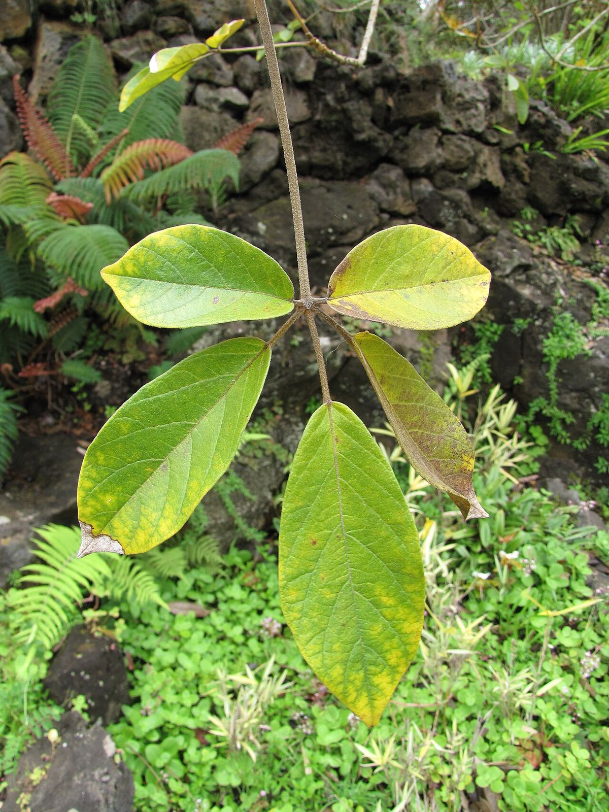 Hoja palmeada de una primavera joven creciendo entre helechos y piedra.
