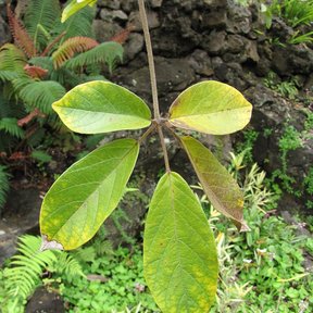 Hoja palmeada de una primavera joven creciendo entre helechos y piedra.