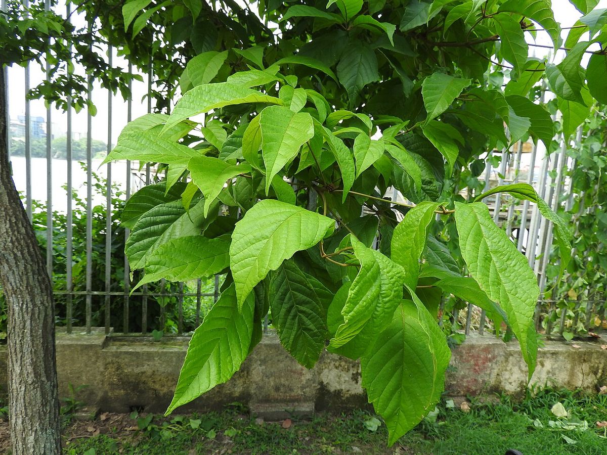 Follaje verde claro de primavera junto a una reja, con el río al fondo.