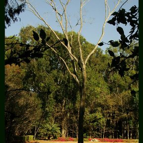 Primavera en plena floración amarilla, alta y de tronco claro, en un parque.