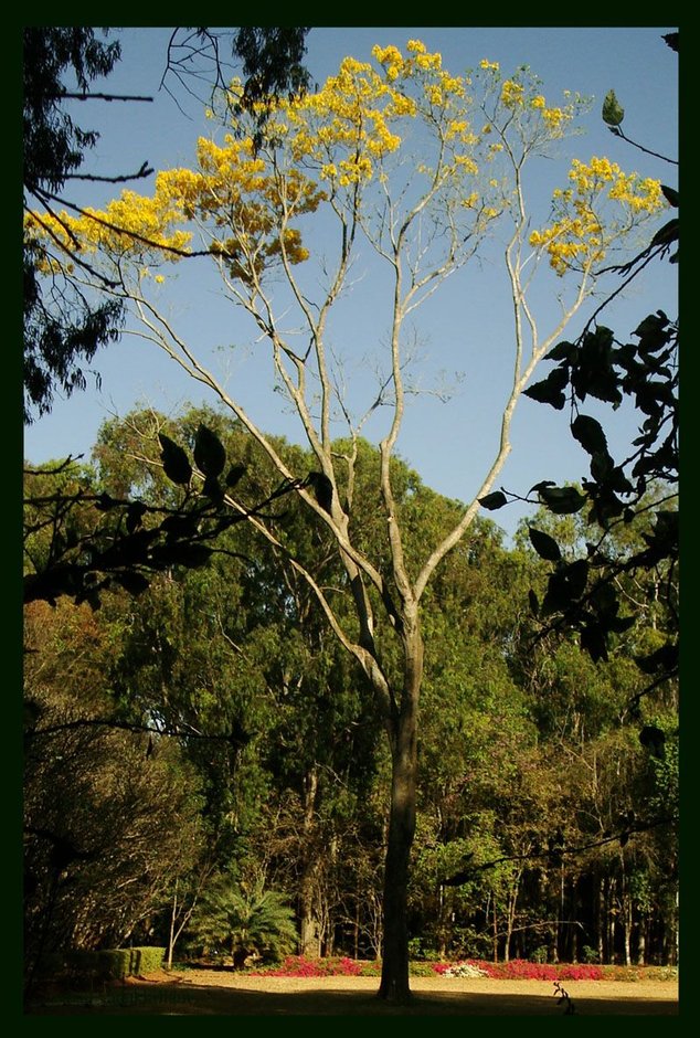 Primavera en plena floración amarilla, alta y de tronco claro, en un parque.