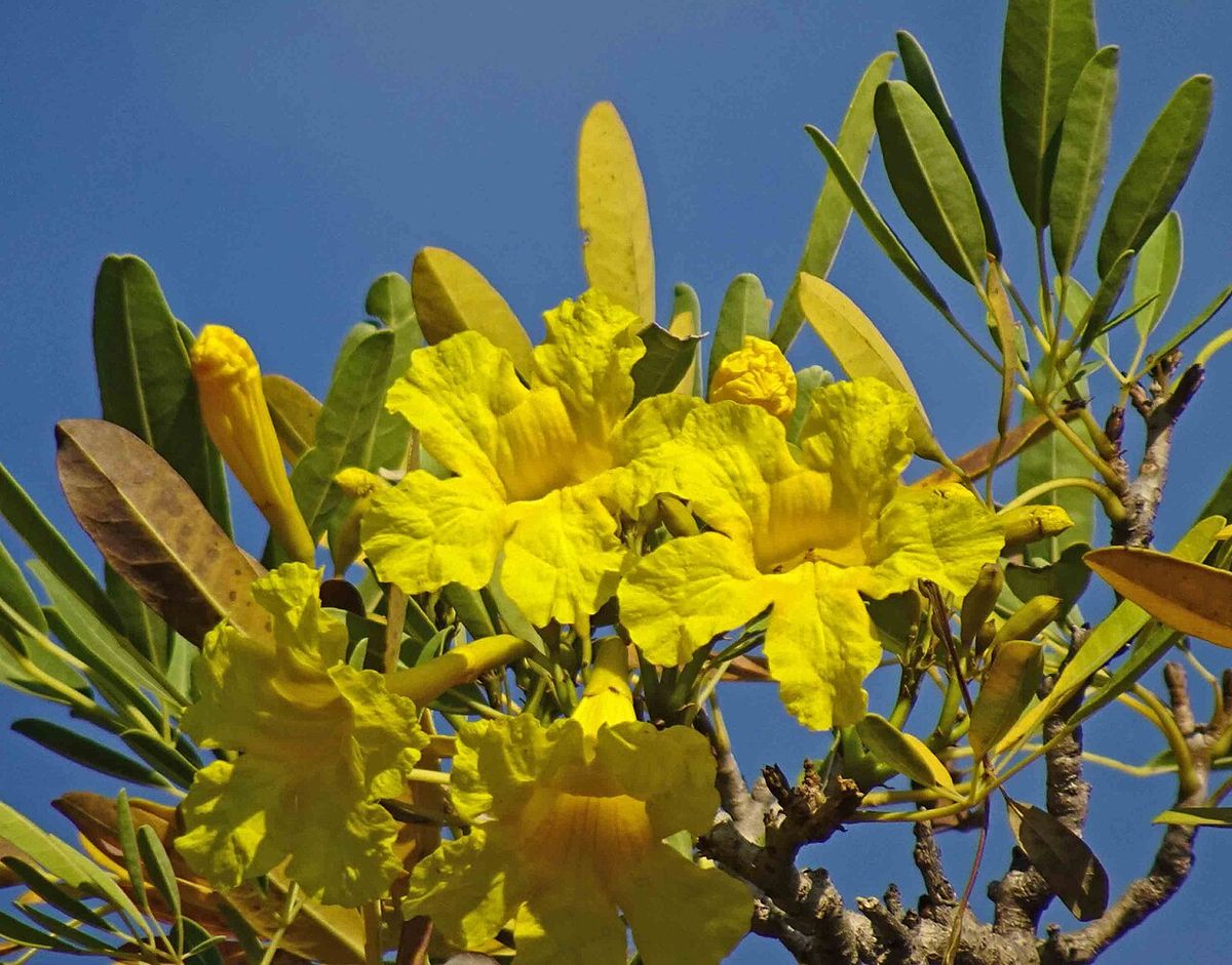 Flores amarillas y acampanadas de primavera abiertas contra un cielo azul.