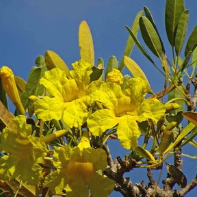 Flores amarillas y acampanadas de primavera abiertas contra un cielo azul.
