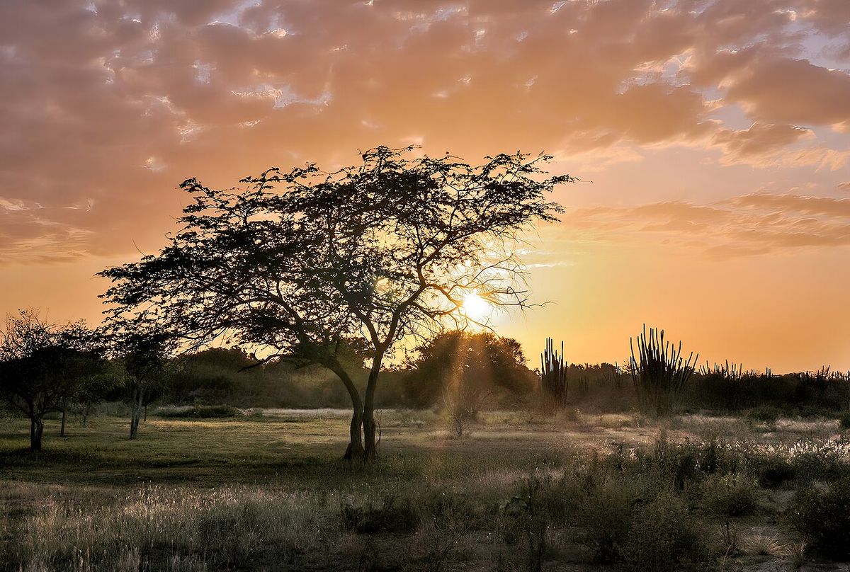 Mezquite de copa aplanada en un llano seco, a contraluz contra el atardecer.