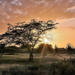 Mezquite de copa aplanada en un llano seco, a contraluz contra el atardecer.