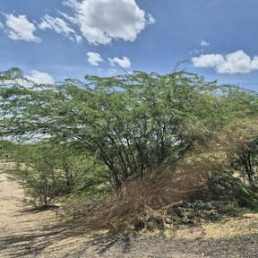 Mezquites de copa baja repartidos sobre un llano de tierra clara y seca.