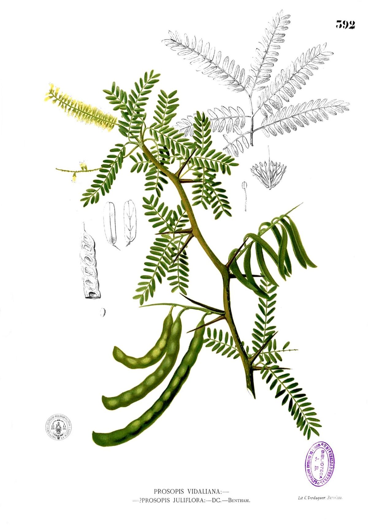 Lámina botánica del mezquite con la hoja bipinnada, la espiga de flor y las vainas.