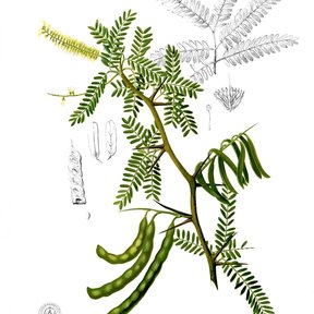 Lámina botánica del mezquite con la hoja bipinnada, la espiga de flor y las vainas.