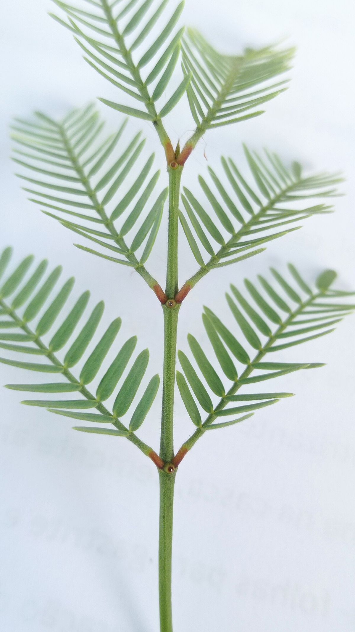 Hoja bipinnada de mezquite extendida sobre una hoja de papel impreso.