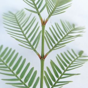 Hoja bipinnada de mezquite extendida sobre una hoja de papel impreso.